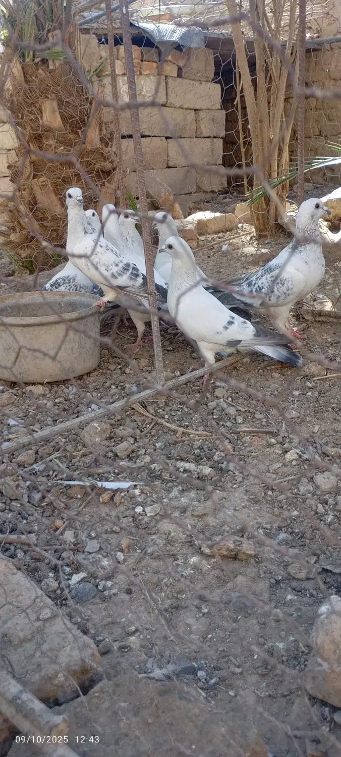 کبوتر|پرنده|زهک, |دیوار