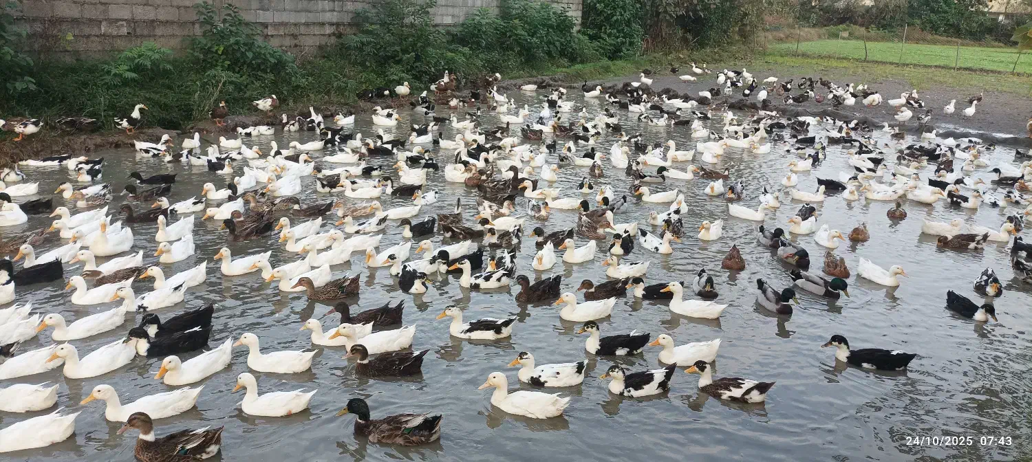 اردک بزرگ|حیوانات مزرعه|رضوانشهر, |دیوار