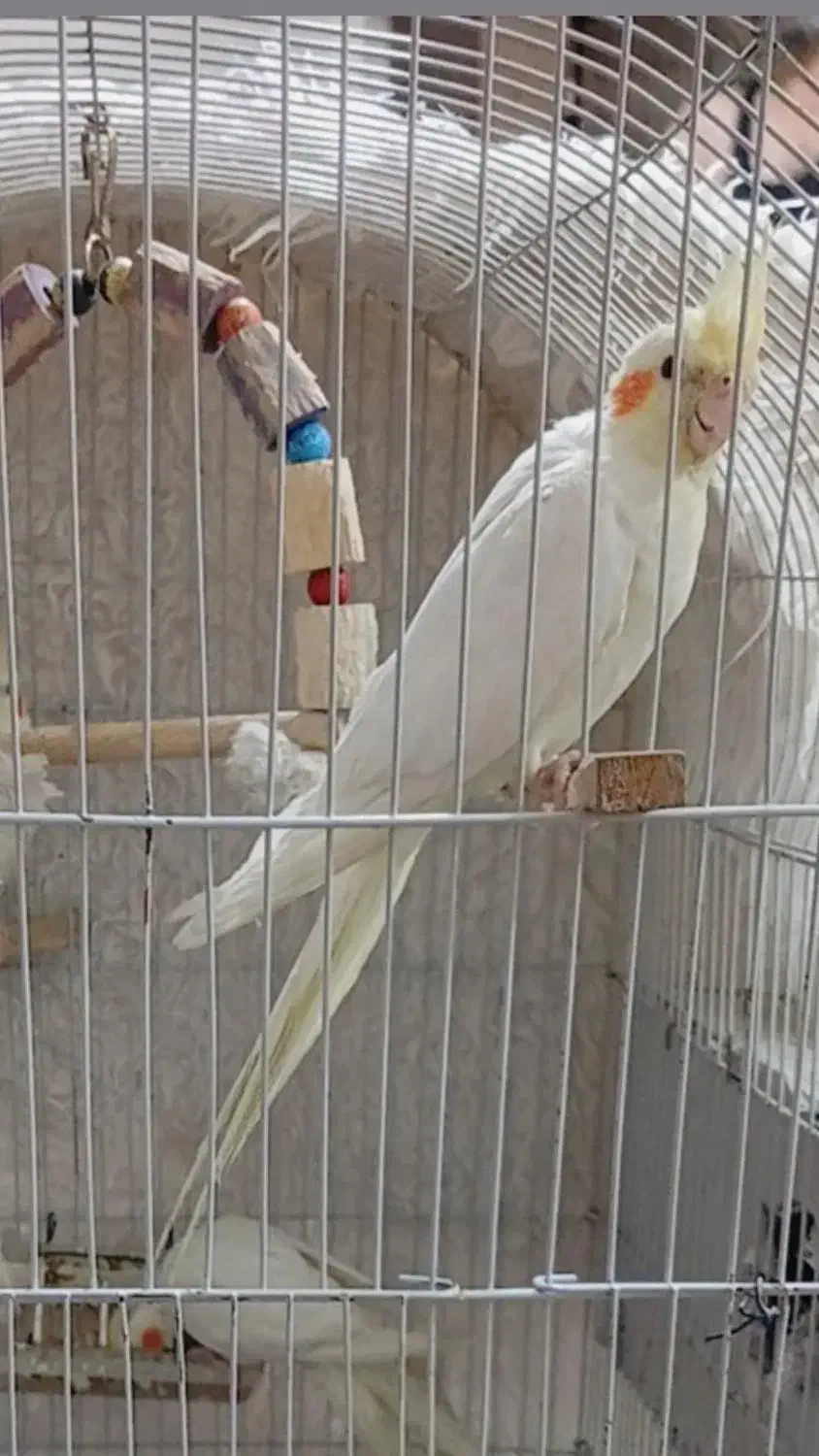 عروس هلندی|پرنده|مشهد, کشف|دیوار