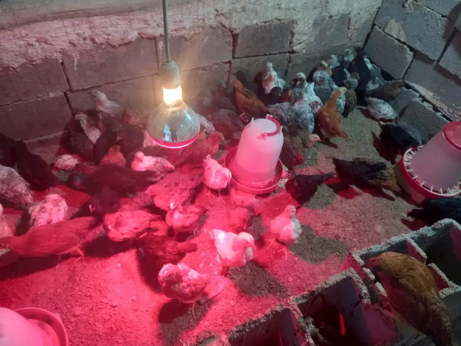 فروش جوجه مرغ تخم گزار گلپایگانی ۲ماهه|حیوانات مزرعه|فلارد, |دیوار