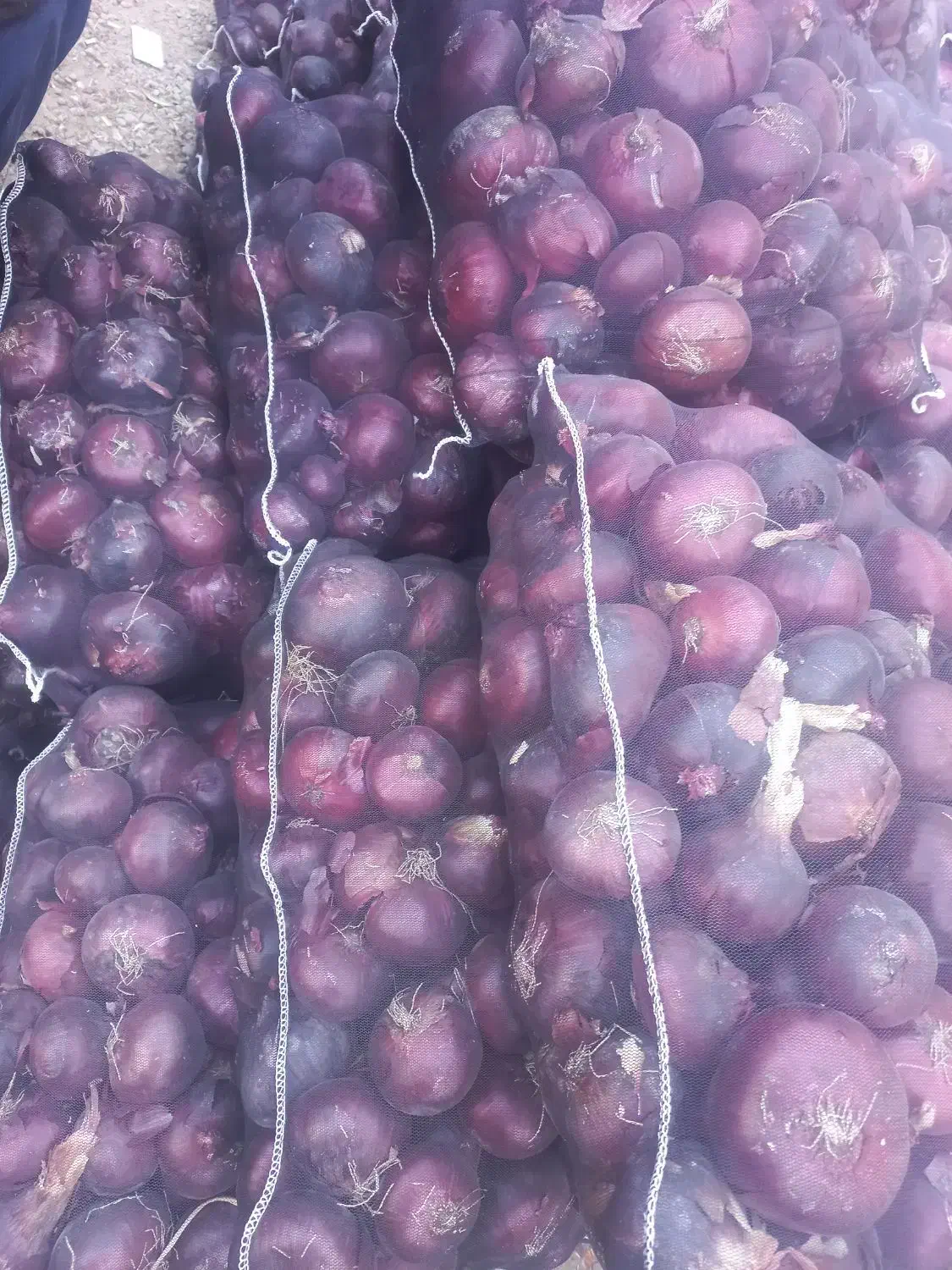 تامین پیاز قرمزوطلائی لوکس بناب برای صادرات|عمده‌فروشی|بناب, |دیوار