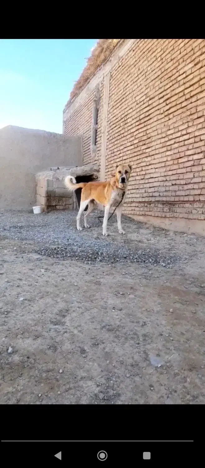 سک کله ای بشرط سالم|سگ|هریس, |دیوار