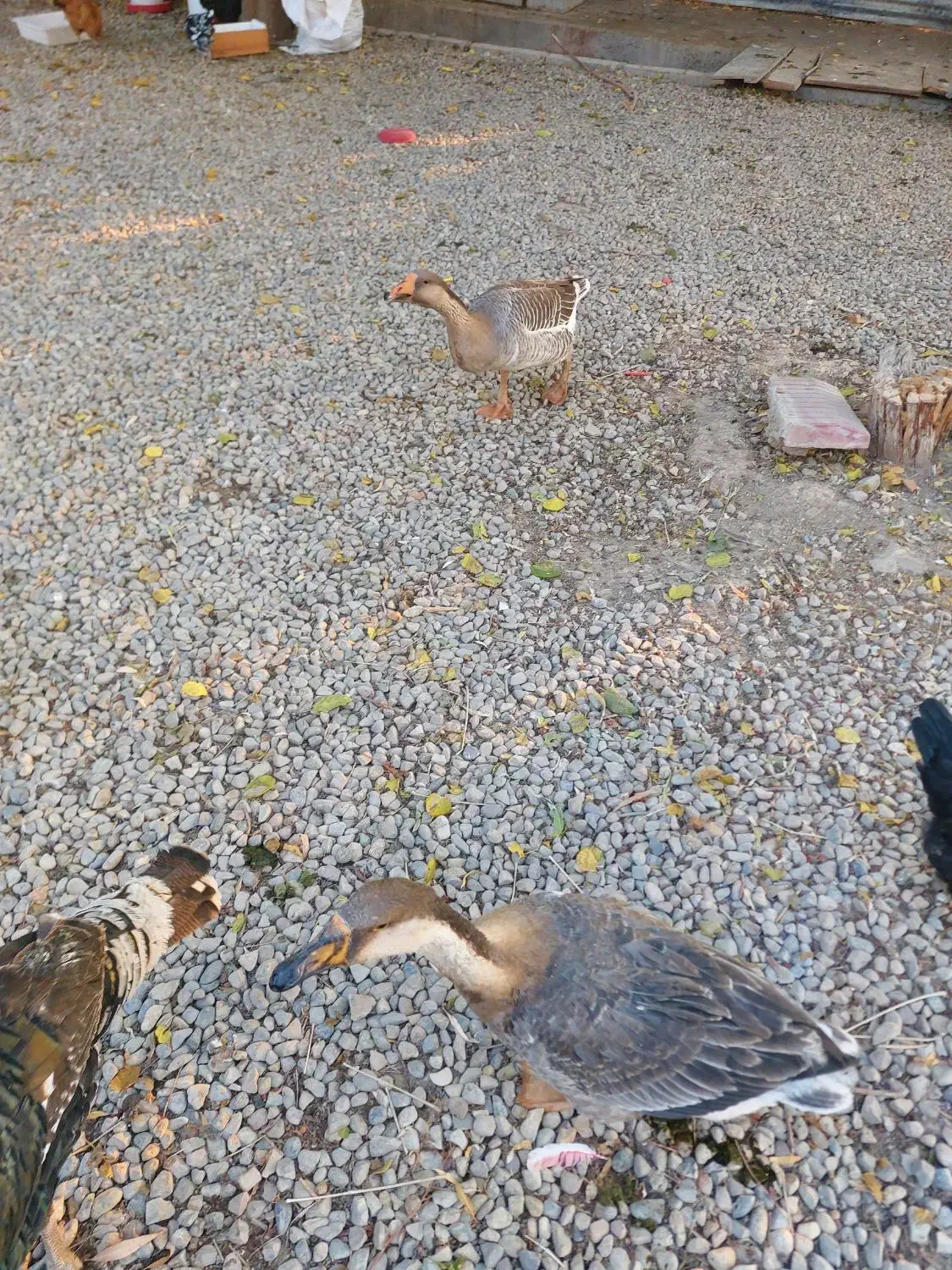 غاز و قو غاز|حیوانات مزرعه|ری, سرتخت|دیوار