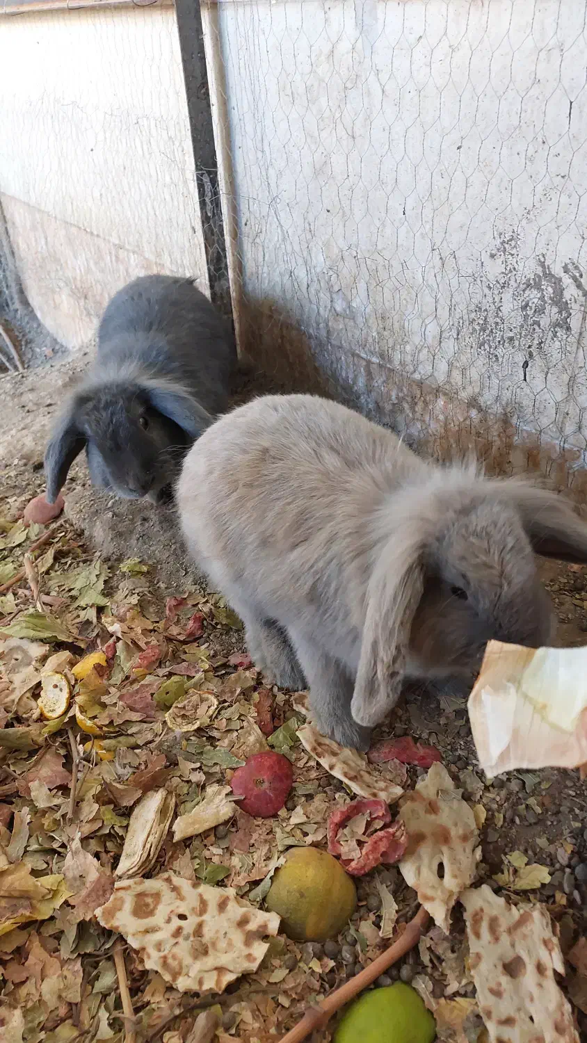 خرگوش دوعدد|موش و خرگوش|گناباد, |دیوار