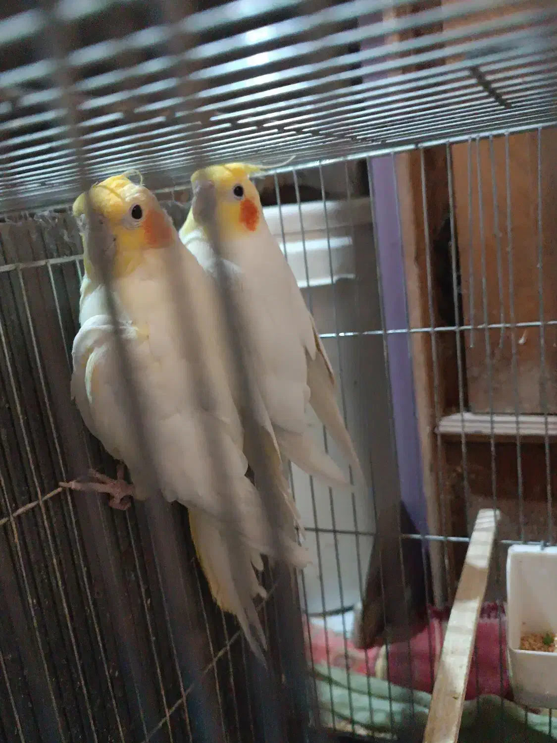 یک جفت عروس هلندی|پرنده|دلیجان, |دیوار