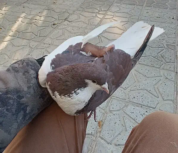 کبوتر چپ|پرنده|درمیان, |دیوار