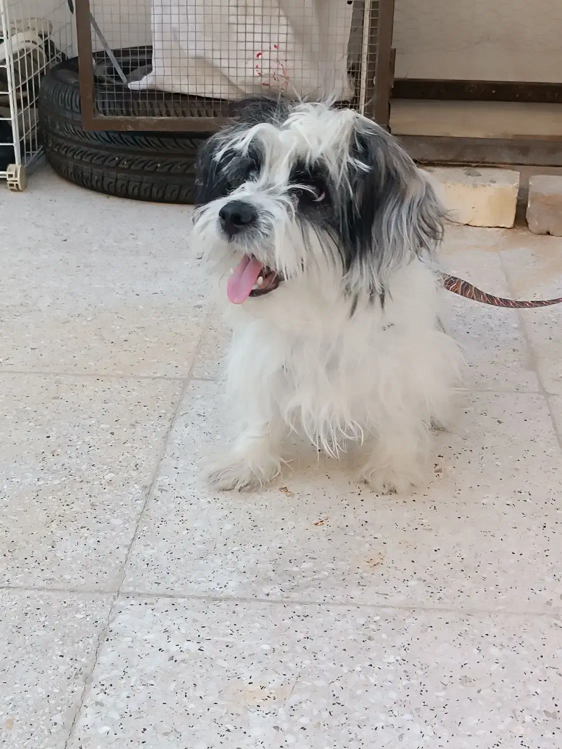 سگ پاپی|سگ|خمینی‌شهر, |دیوار