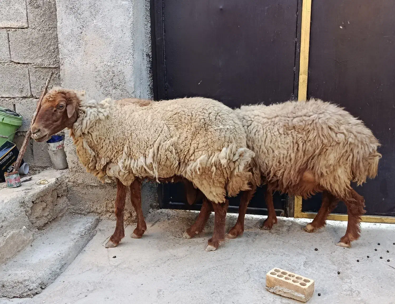 دو راس گوسفند ماده باردار|حیوانات مزرعه|بندر ماهشهر, |دیوار