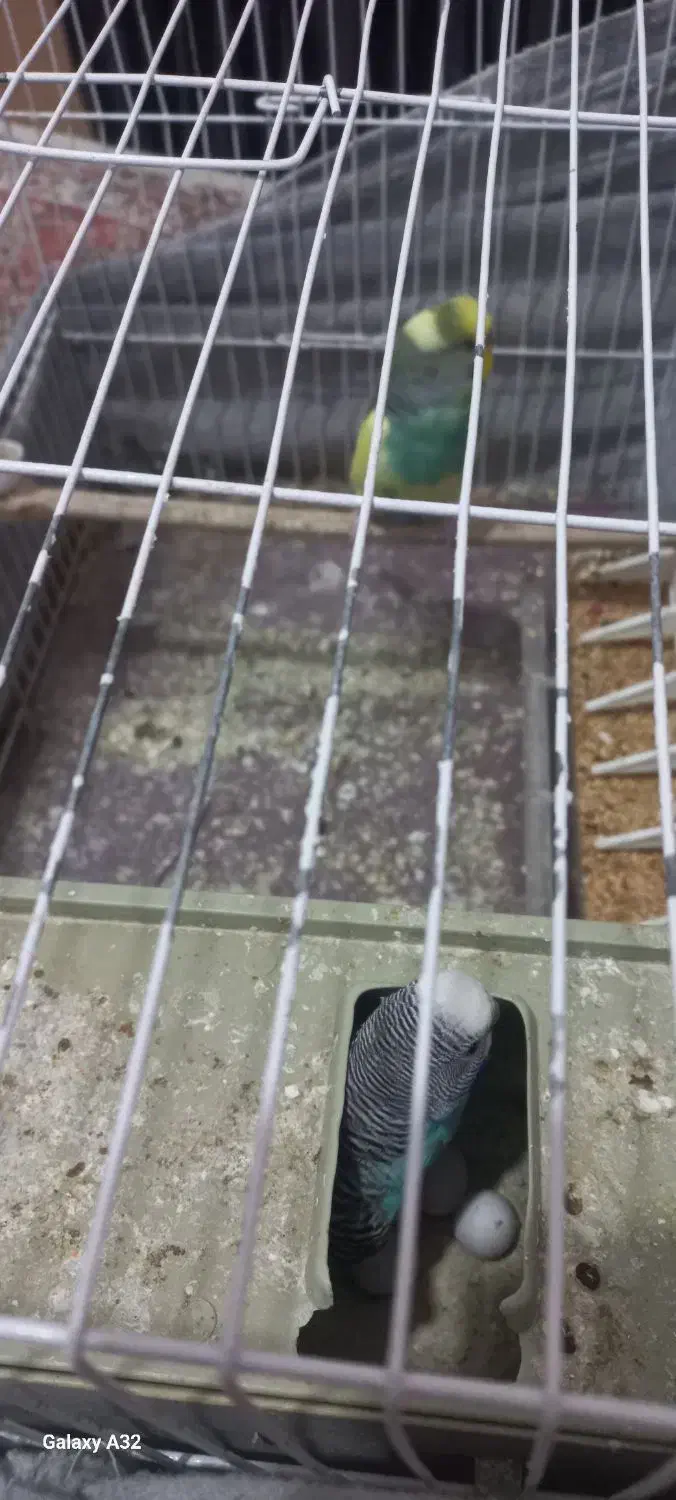 مرغ عشق مولد|پرنده|پاکدشت, شهرک امام رضا|دیوار