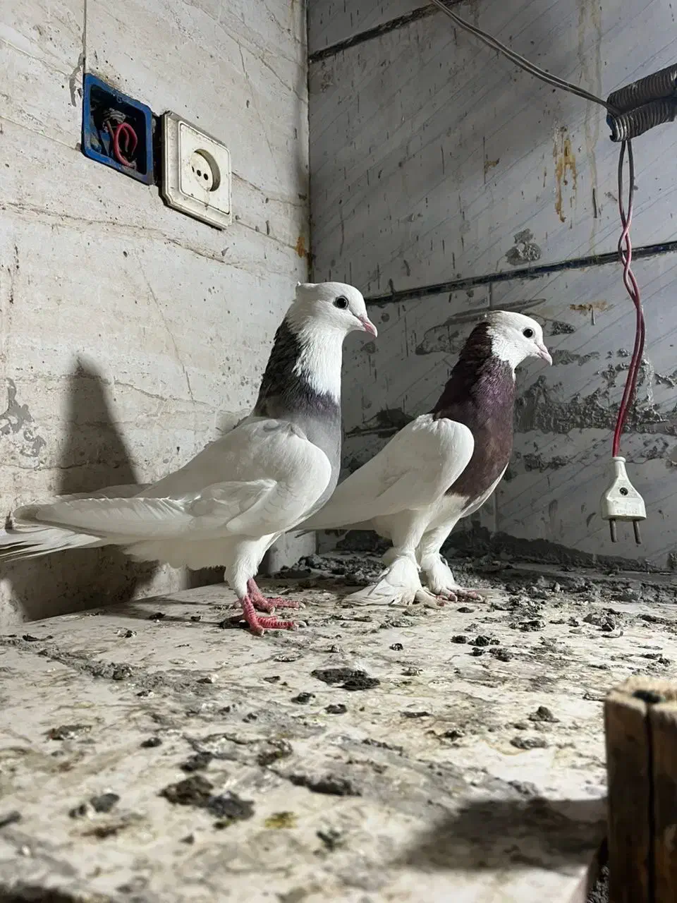 طوقی|پرنده|کارون, |دیوار