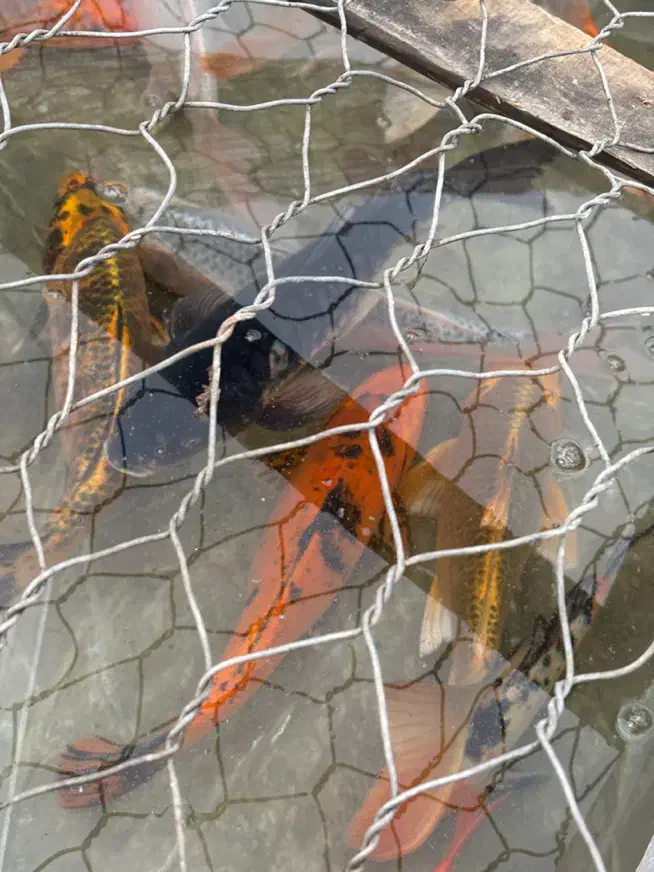 کوی مولد و بزرگ|ماهی|رشت, یخسازی|دیوار