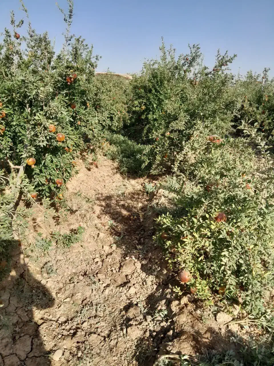 باغ انار سر سبز و پر محصول|فروش خانه و ویلا|تهران, امیریه|دیوار