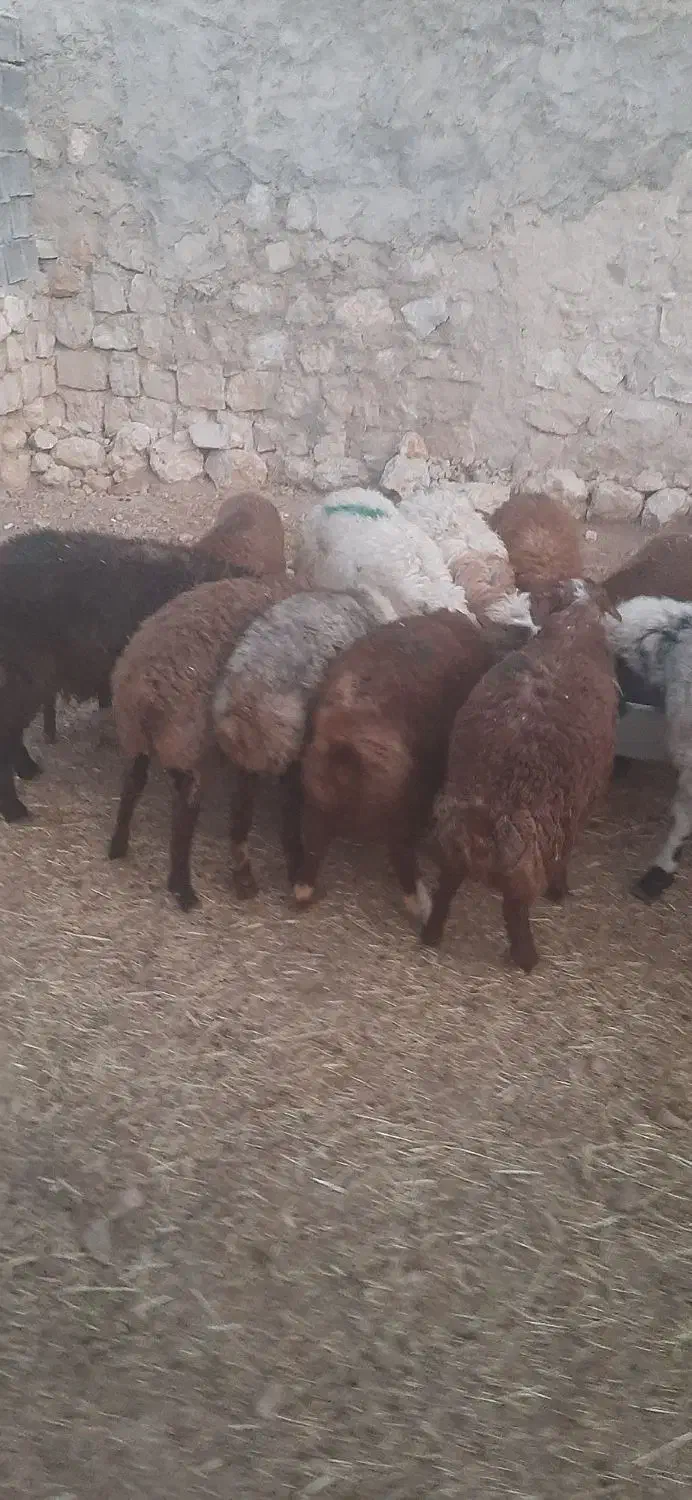 بره ،میش،گوسفند|حیوانات مزرعه|ایوان, |دیوار