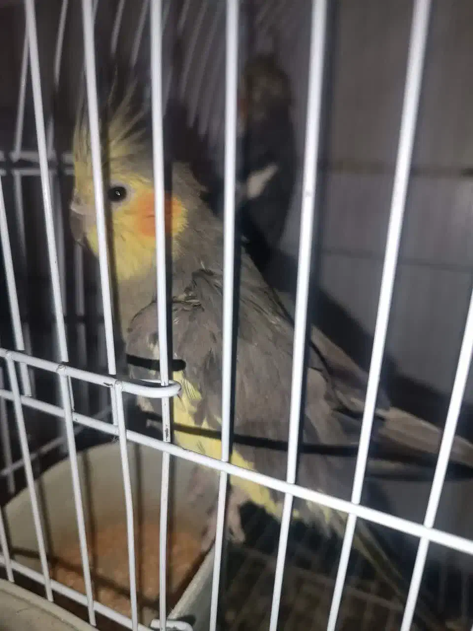 عروس|پرنده|قم, ناصردیوان|دیوار