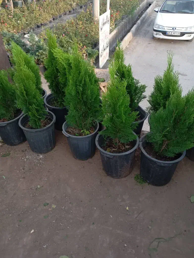 شمشاد سبز طلایی رز ساناز رونده میم انگور چسبک|خدمات باغبانی و درختکاری|مشهد, باغستان|دیوار