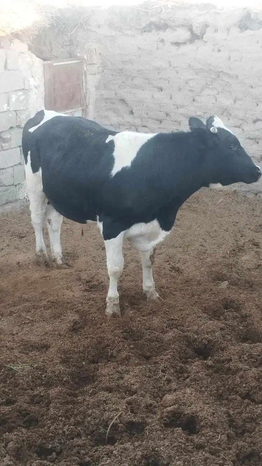 گاو نر چاق|حیوانات مزرعه|سرداران, |دیوار