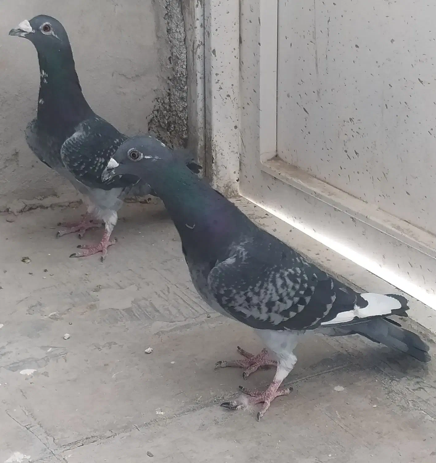 فروش چند جفت پلاکی درجه یک|پرنده|مرودشت, تامین اجتماعی|دیوار