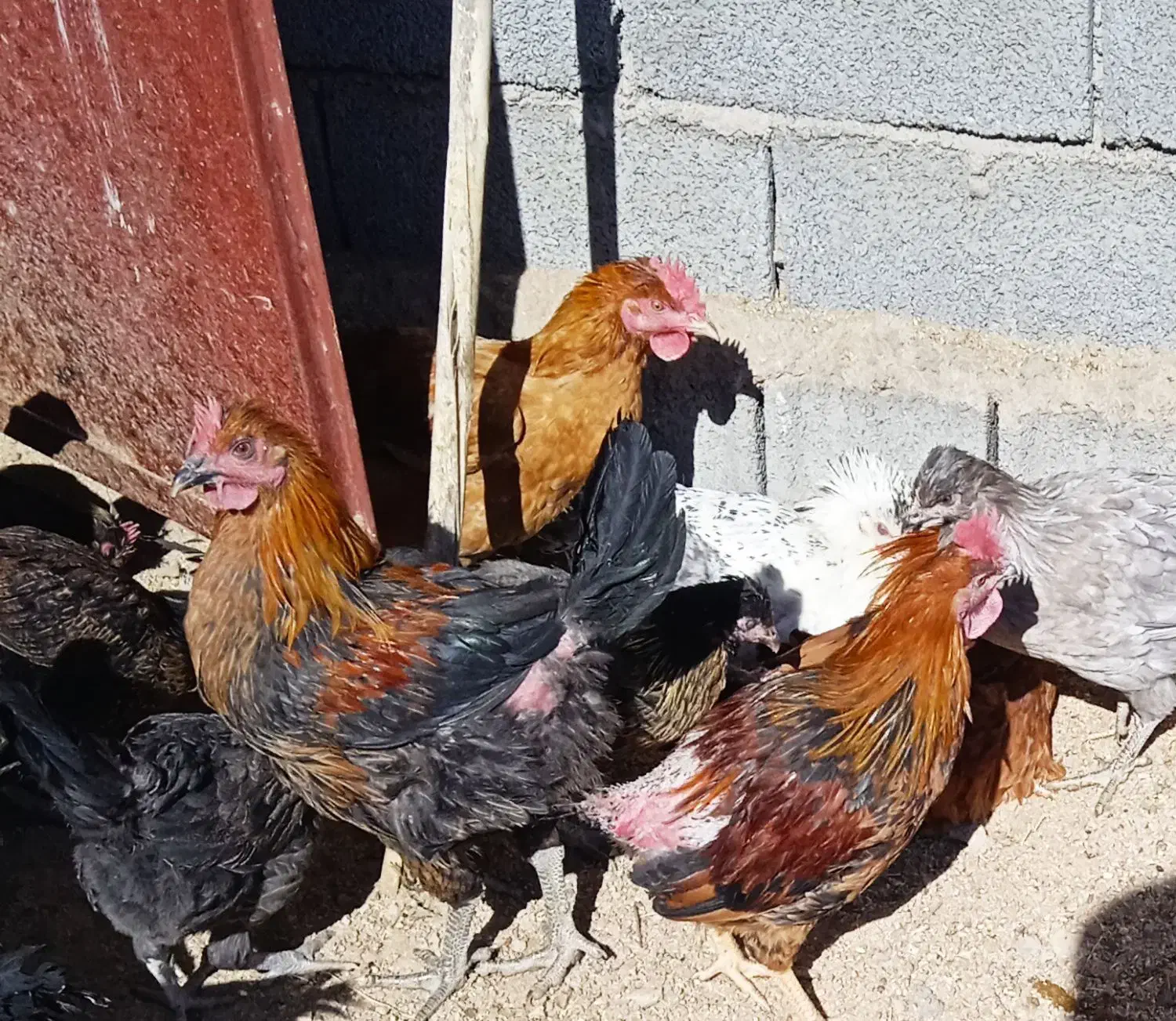 فروش ۵۰ عدد مرغ و خروس به صورت یکجا|حیوانات مزرعه|یزد, |دیوار