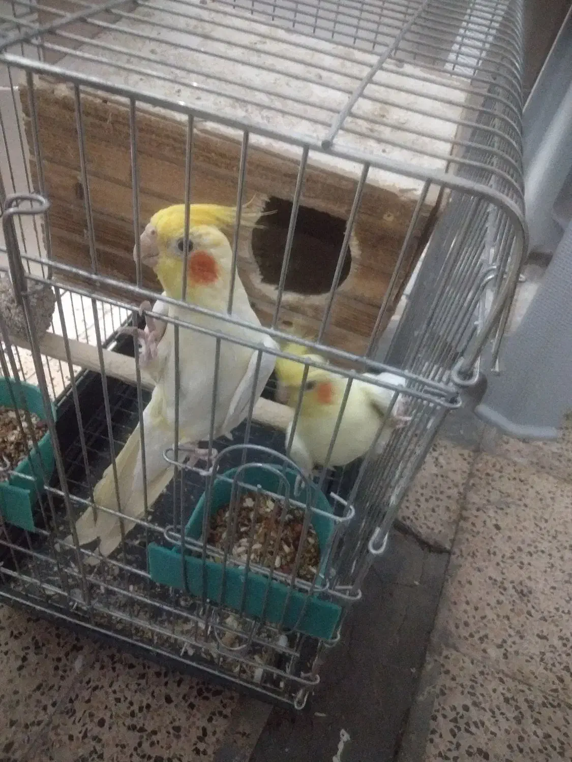 عروس هلندی نرو ماده|پرنده|تهران, باغ خزانه|دیوار