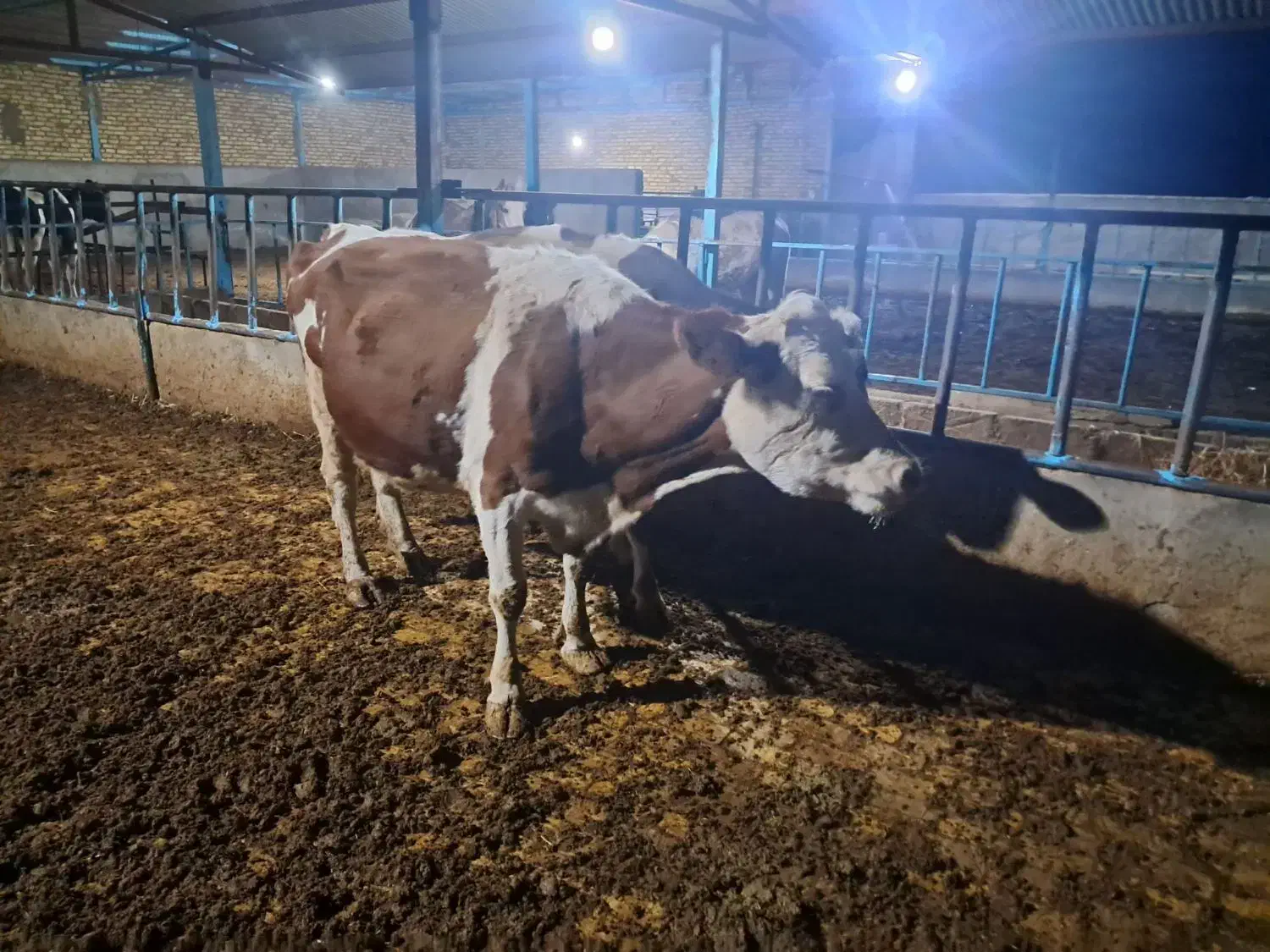 گاو ابستن|حیوانات مزرعه|اقبالیه, |دیوار