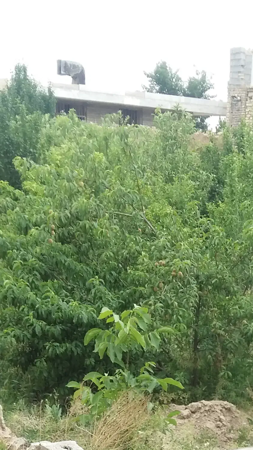 آبیاری|خدمات باغبانی و درختکاری|حبیب آباد, |دیوار