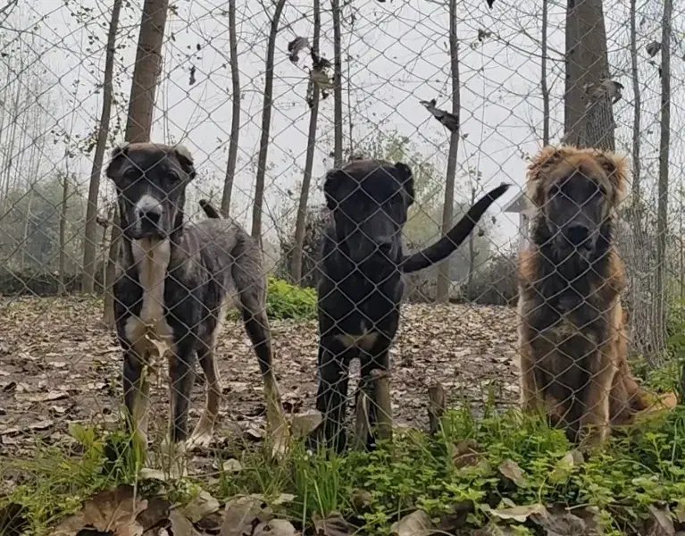 فروش توله سگ سرابی اصیل|سگ|رشت, جانبازان|دیوار