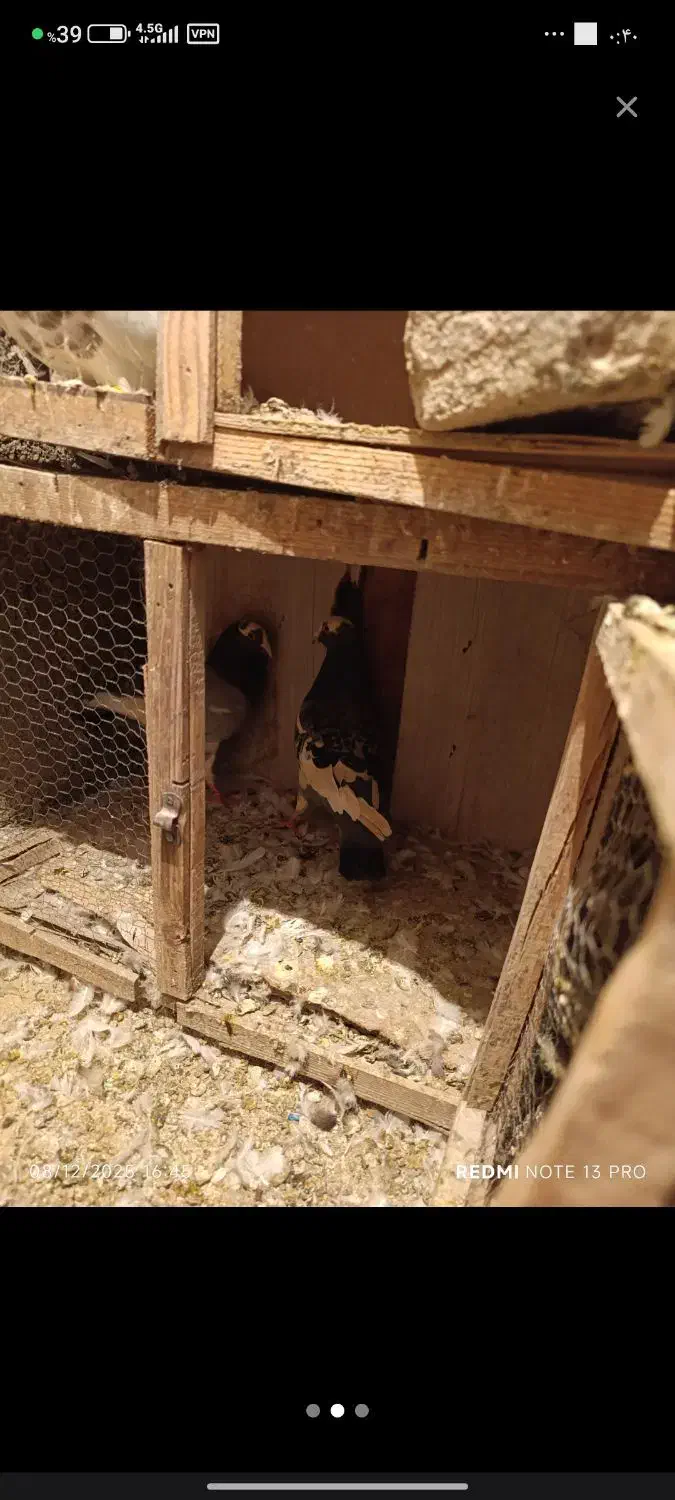 کفتر آلمانی|پرنده|بومهن, |دیوار