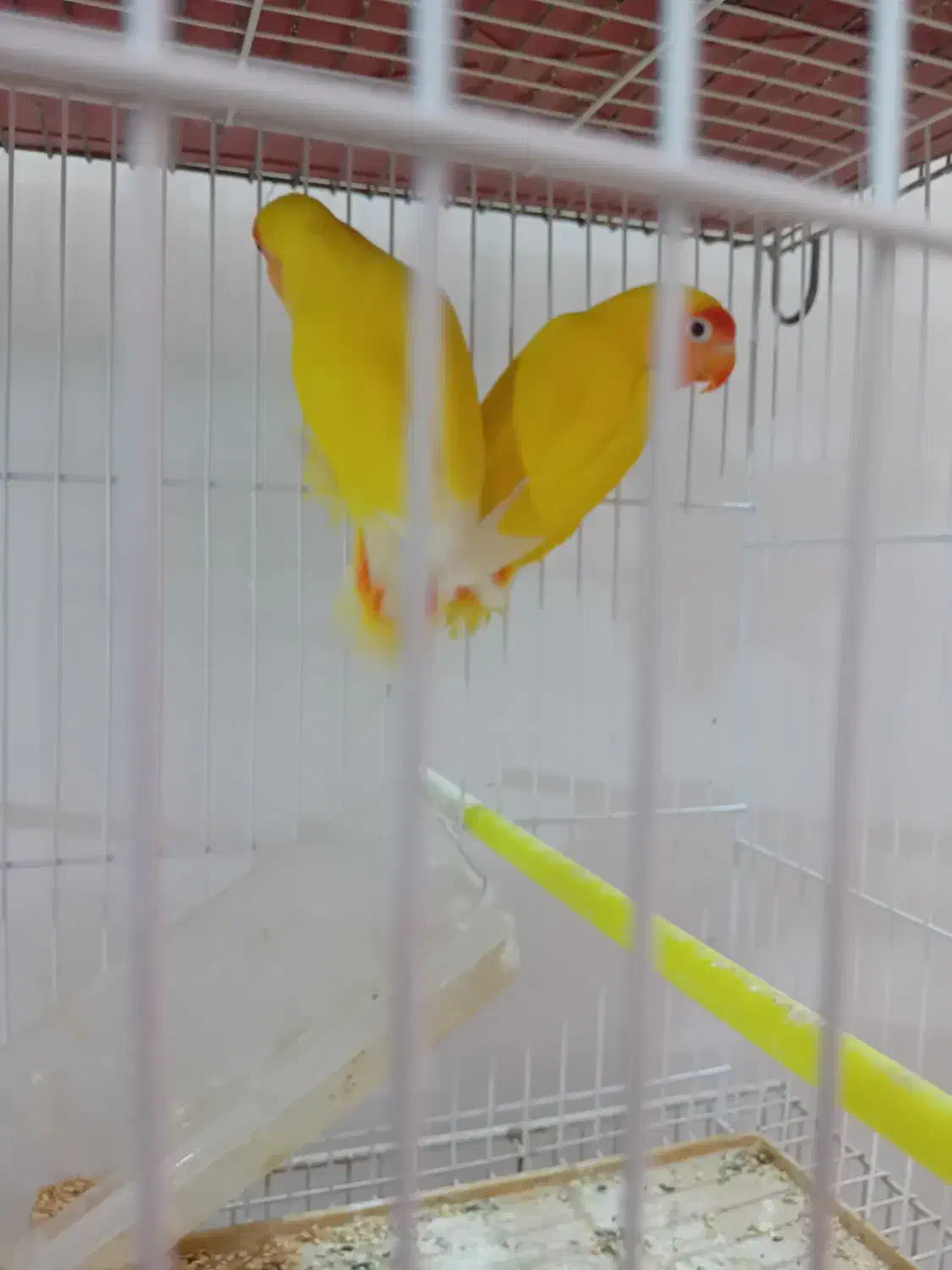 کوتوله ومرغ عشق|پرنده|گلبهار, شهر جدید گلبهار|دیوار