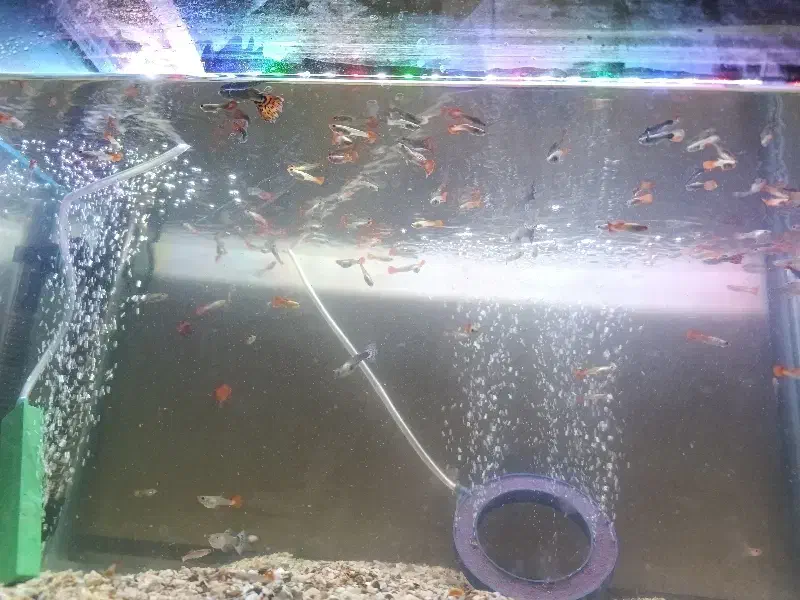 ماهی گوپی|ماهی|بجنورد, |دیوار