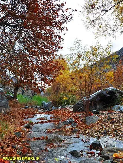 تور ۲ روزه کاشمر و ترانسفر رفت و برگشت|تور و چارتر|شاندیز, |دیوار