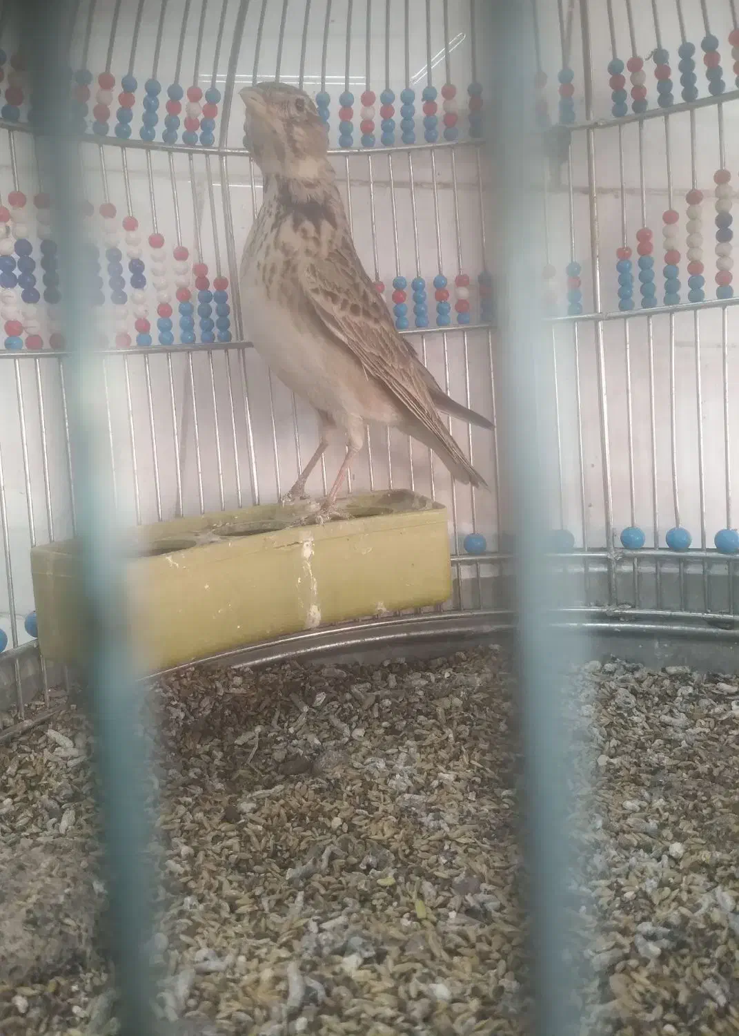 پرنده سره خاکی|پرنده|اردبیل, |دیوار