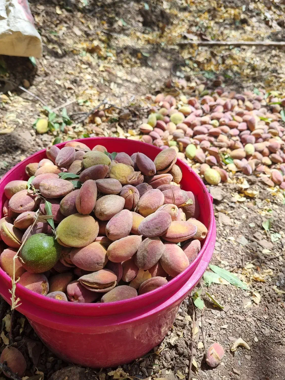 باغ روستای قرمزین|فروش زمین و ملک کلنگی|نوبران, |دیوار