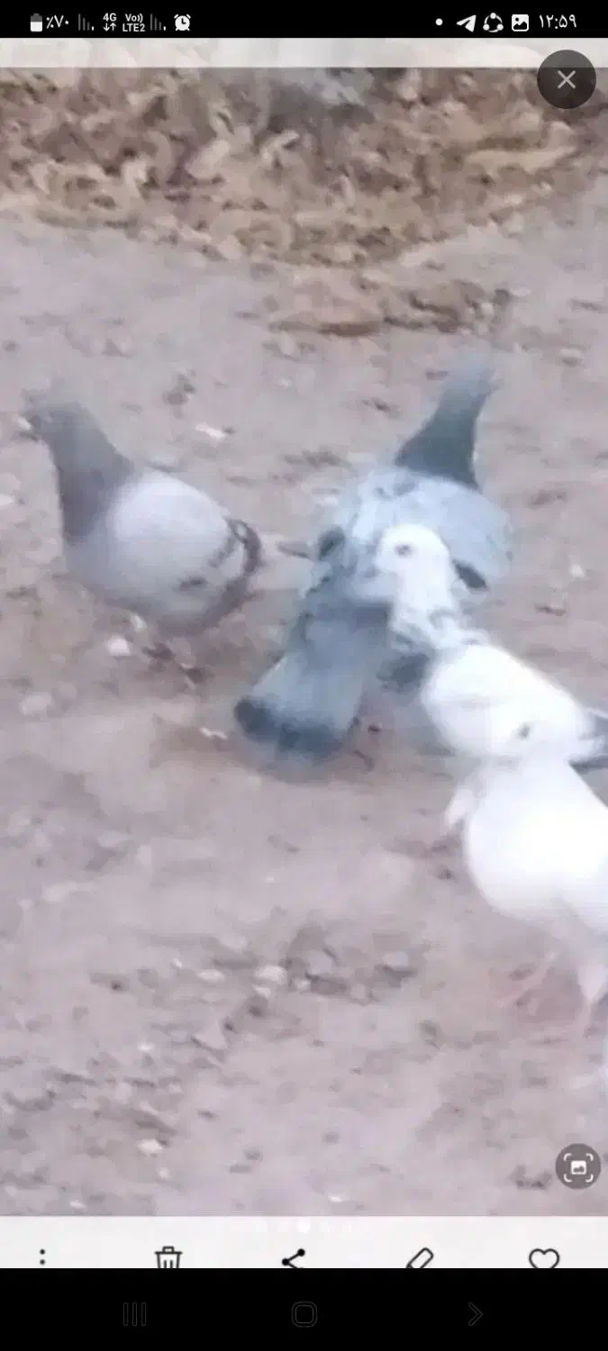 کفتر|پرنده|آبیک, |دیوار