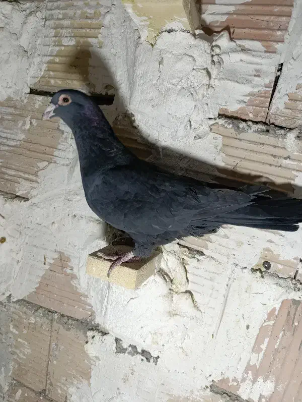 کلاغ|پرنده|بافت, |دیوار