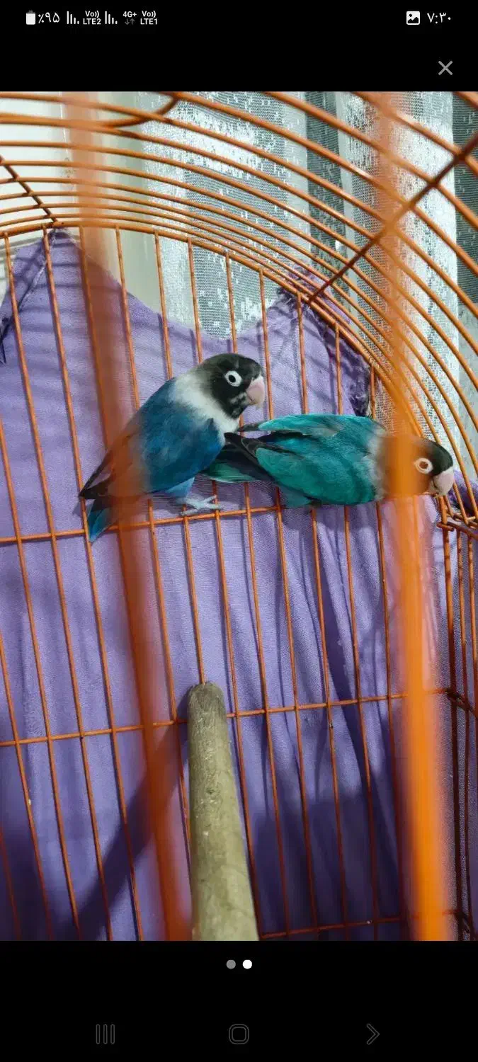 طوطی نقابدار معاوضه باحیوانات مزرعه|پرنده|مهاباد (آذربایجان غربی), |دیوار