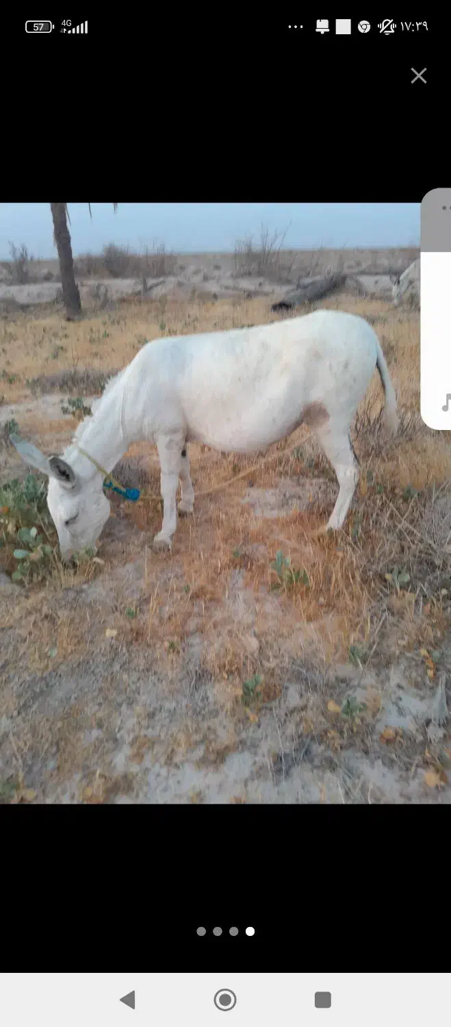 گمشده|حیوانات|قلعه قاضی, |دیوار