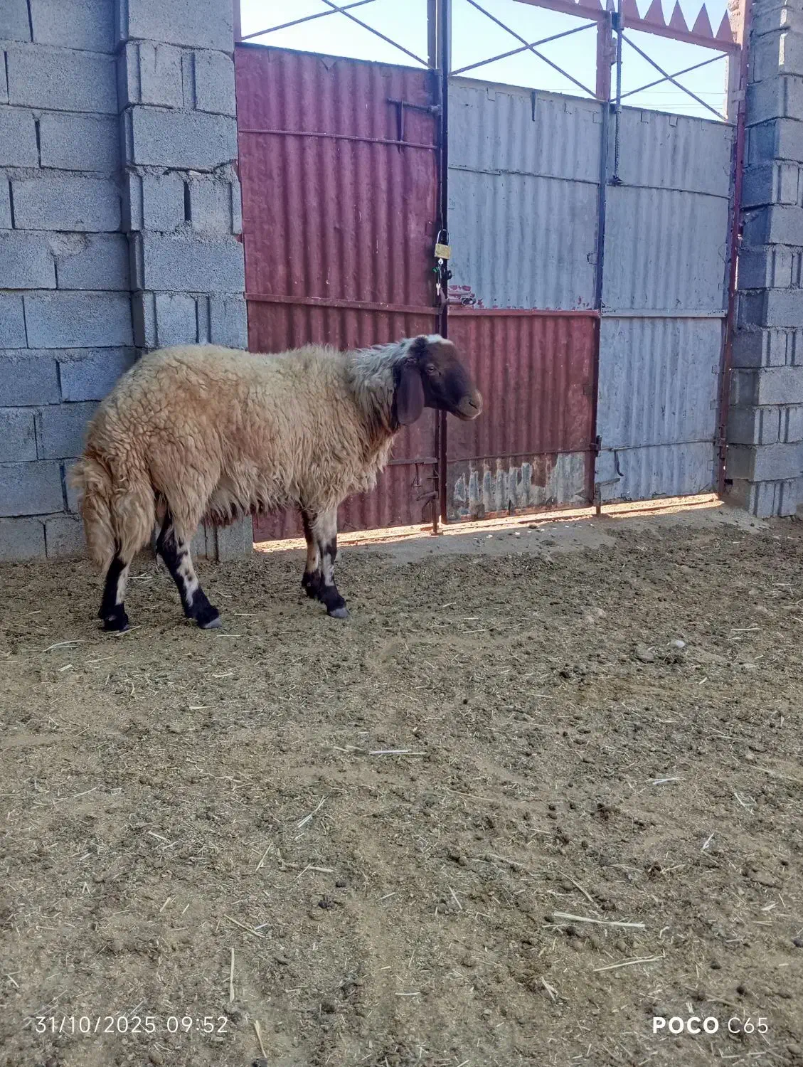 بره قوچ صدامی اصیل یک ساله|حیوانات مزرعه|گیلان غرب, |دیوار