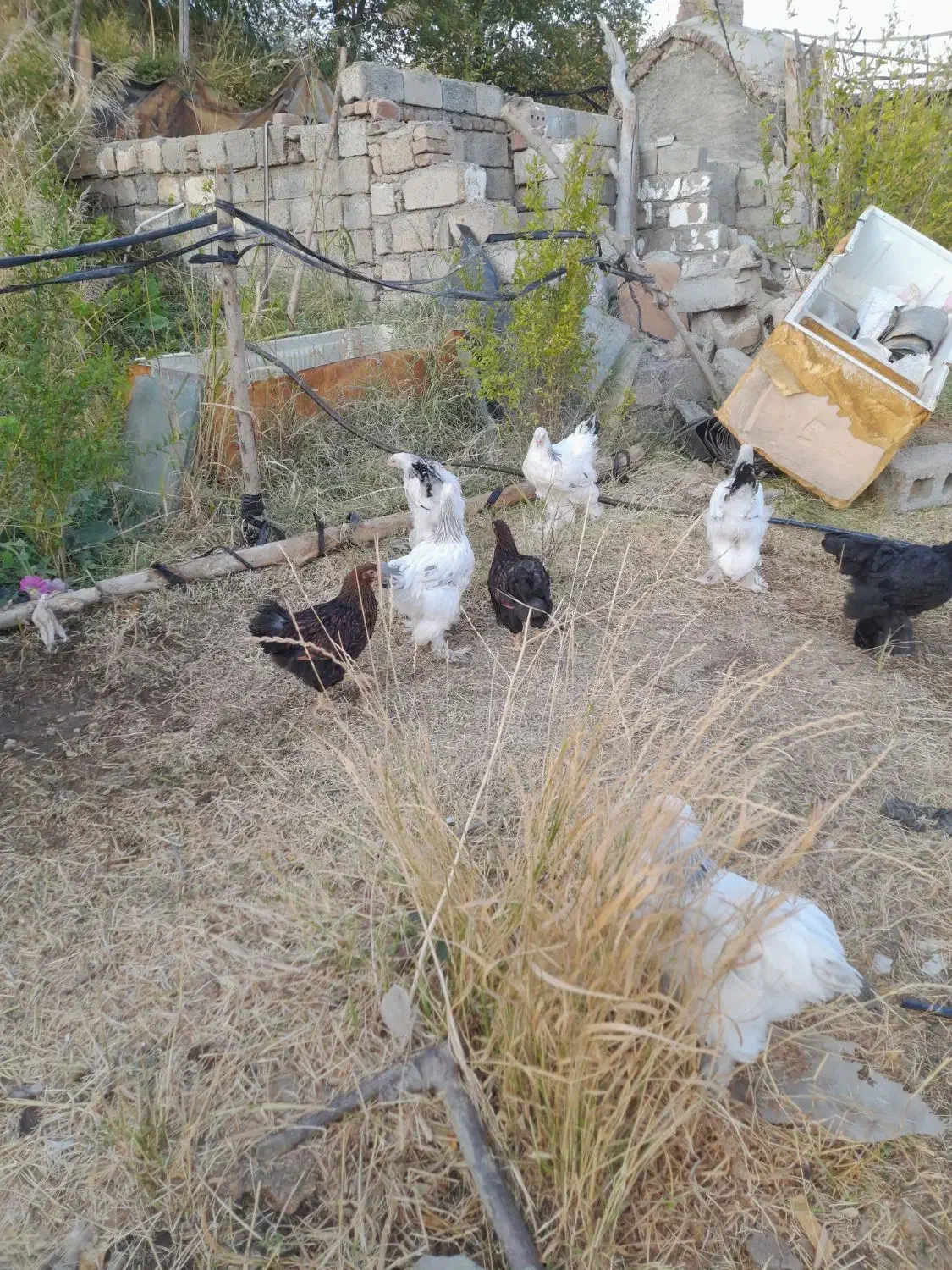 مرغ و خروس برهما  و ویاندوت|حیوانات مزرعه|پیرانشهر, |دیوار