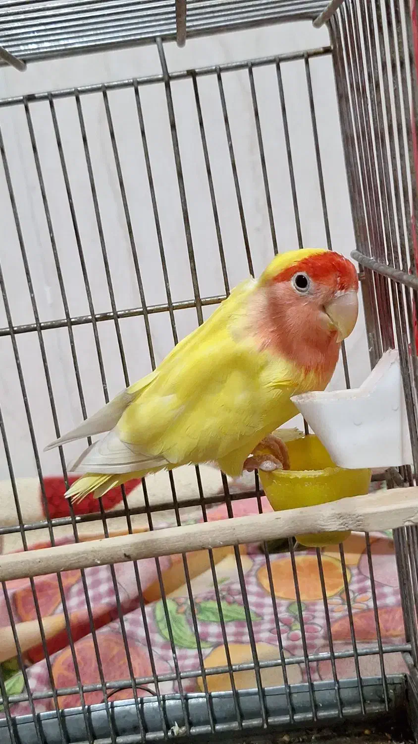 پرنده طوطی تربیت شده جوان|پرنده|زنجان, |دیوار