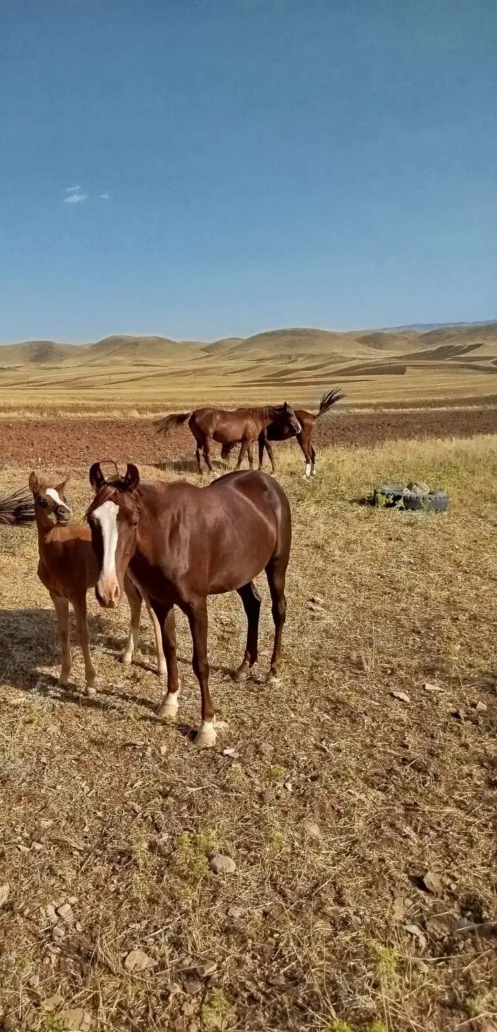 اسب|اسب و تجهیزات اسبسواری|طرهان, |دیوار