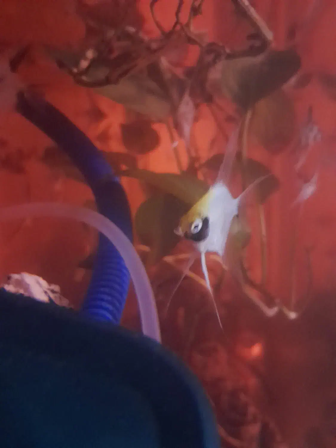 ماهی انجل|ماهی|نظرآباد, مسکن مهر نظرآباد|دیوار