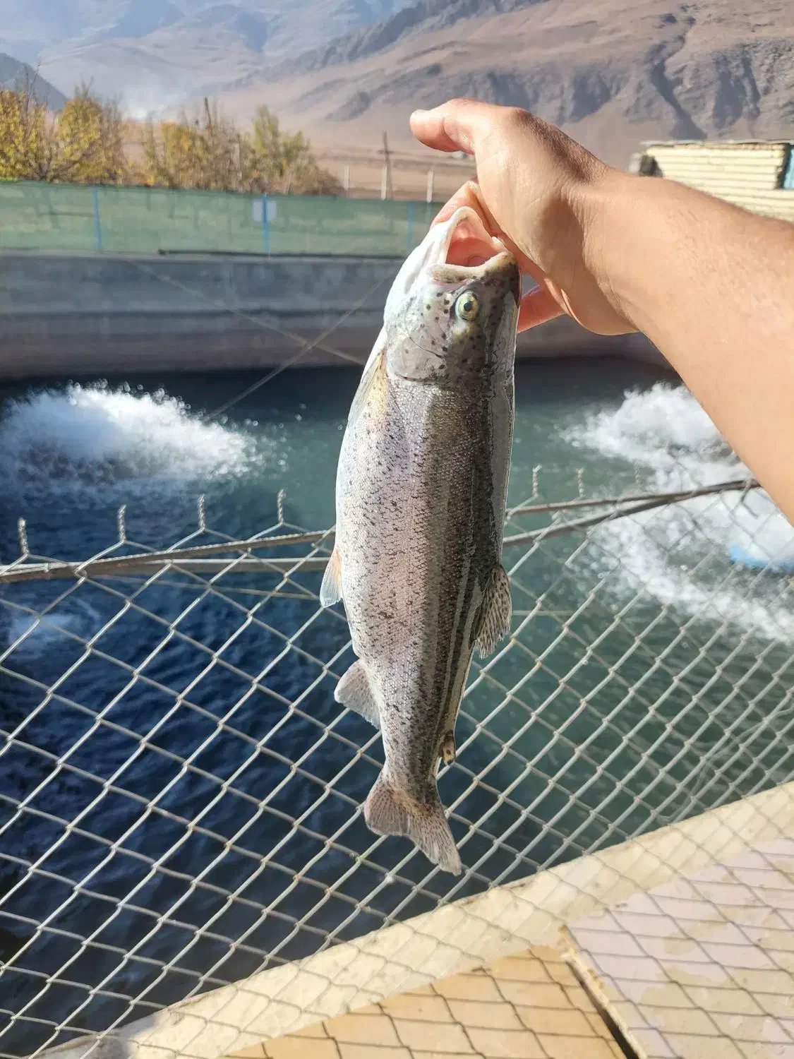 ماهی قزل الا|ماهی|داران, |دیوار