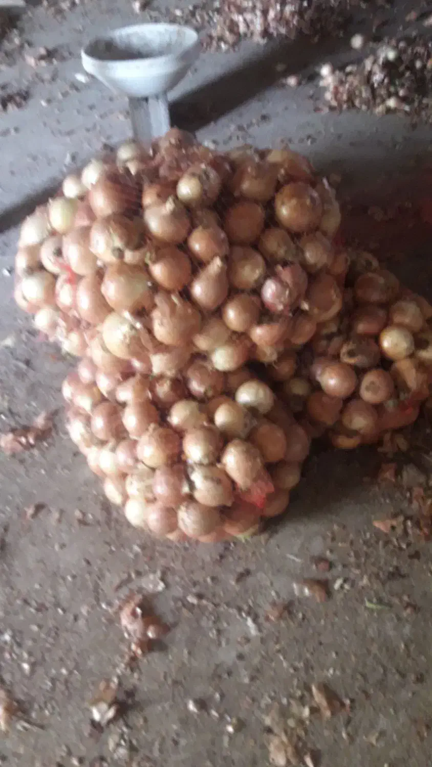 صد تن پیاز زرد شش ماهه فروشی|خوردنی و آشامیدنی|سیلاخور, |دیوار