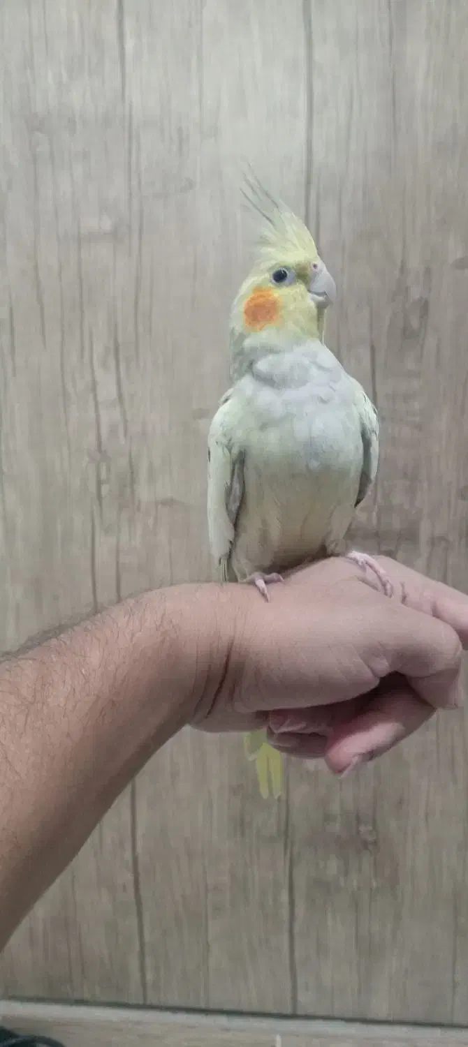 عروس هلندی دستی|پرنده|نسیم‌شهر, |دیوار