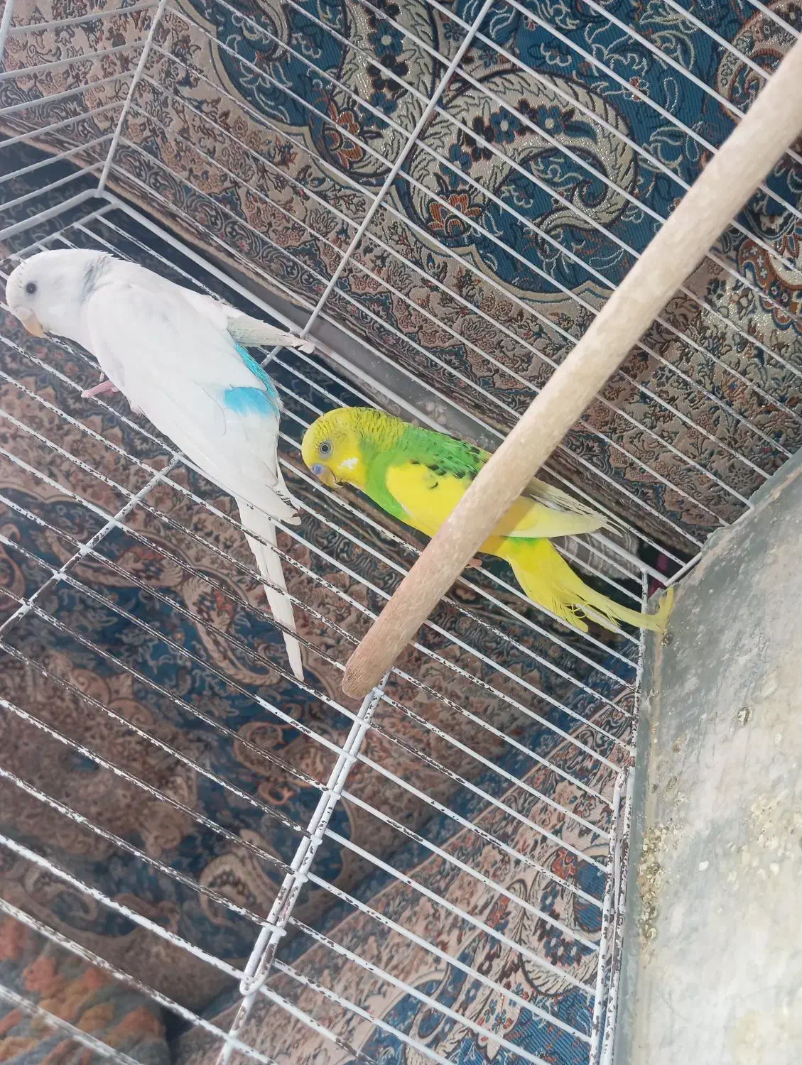 پرنده|پرنده|سیرجان, |دیوار