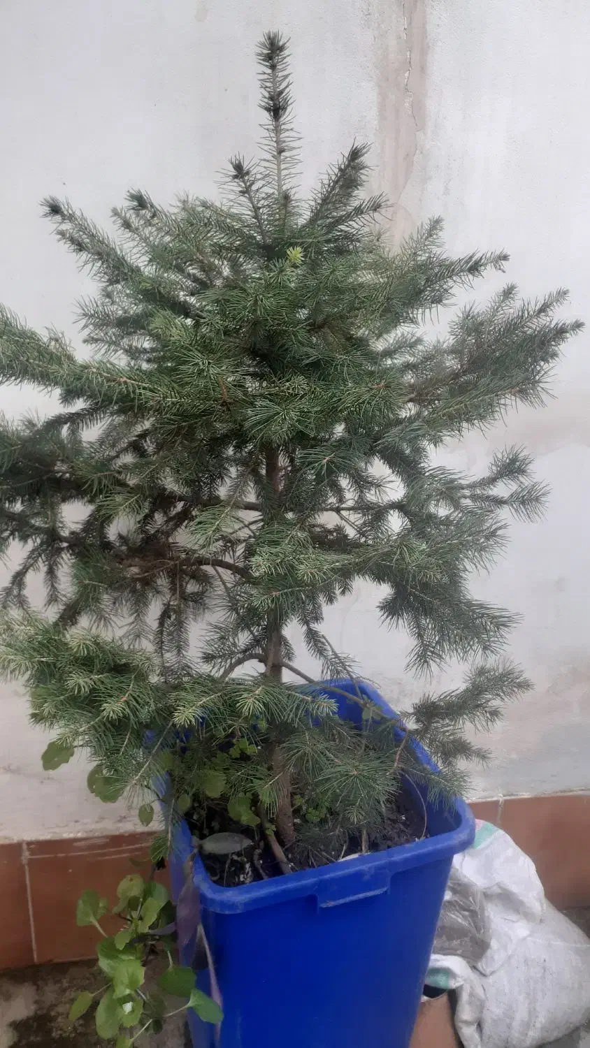 کاج ۵ ساله|گل و گیاه طبیعی|رشت, پیرکلاچای|دیوار