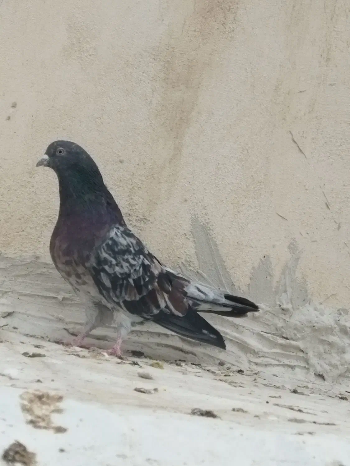 سرور رفتنی|حیوانات|ارومیه, |دیوار