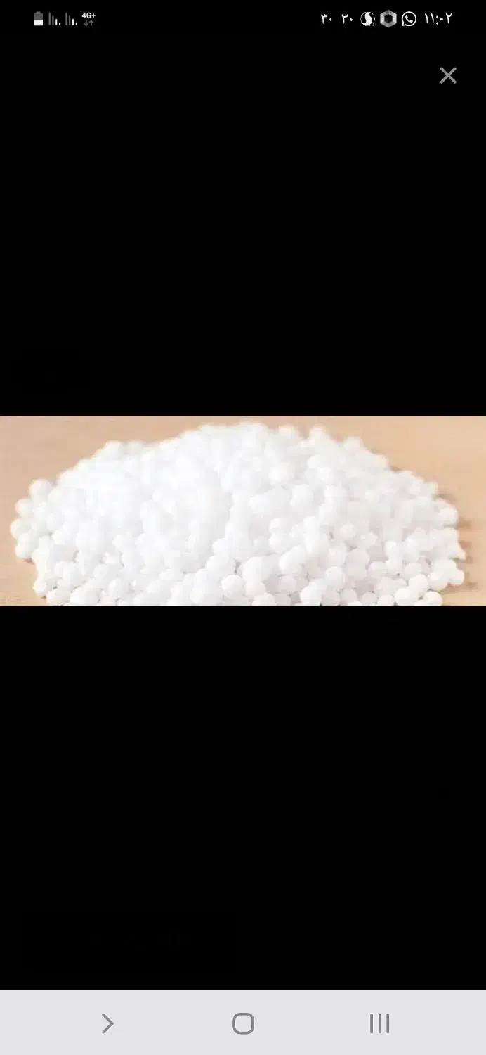 ۶عددکودسفید|خدمات باغبانی و درختکاری|چوار, |دیوار