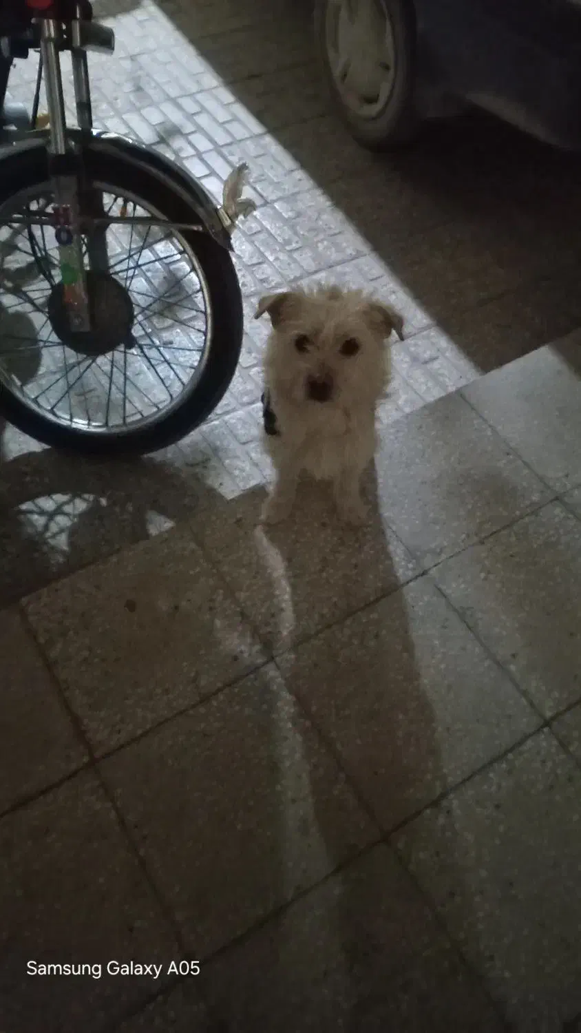 سگ پاکوتاه ماده|سگ|خمین, |دیوار