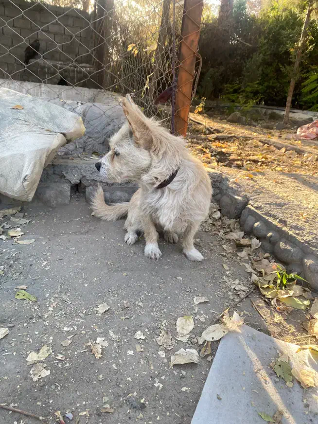 سگ پاکوتاه تربیت شده|سگ|کرمان, |دیوار